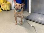 Adopt Rhonda a Pit Bull Terrier, Mixed Breed