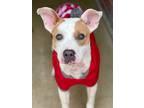 Adopt Chrissy a Pit Bull Terrier, Terrier