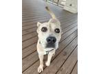 Adopt Trinity a American Staffordshire Terrier, Mixed Breed