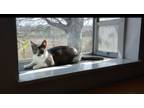 Adopt Tulip (Big Piggy) a American Shorthair