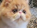 Red Tabby and White Elh Persian Baby Boy Cfa Reg