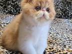 Red Classic Tabby and White Elh Baby Boy Cfa Reg