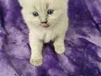 Ragdoll Kittens For Sale