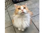 Adopt PEACHES a Domestic Long Hair