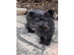 Adopt BEBE a Cairn Terrier