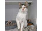 Adopt You Can`t Handle the Truth a Domestic Short Hair