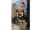 Adopt Clever Girl a Australian Shepherd, Mixed Breed