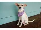 Adopt Miss Texas a Australian Cattle Dog / Blue Heeler