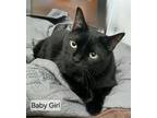 Adopt Baby Girl a American Shorthair