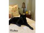 Adopt Mickey and Minnie a Domestic Short Hair