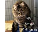 Adopt Iggy a Maine Coon