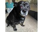 Adopt Gracie a Pug, Mixed Breed