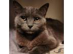 Adopt Mitzi Bland a Russian Blue