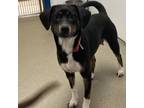 Adopt Semhar a Beagle, Labrador Retriever
