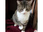 Adopt Superior - Available from Foster a Domestic Short Hair