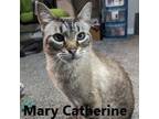 Adopt Mary Catherine a Domestic Short Hair