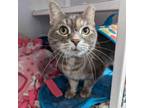 Adopt Maggie (Special Care) a Domestic Short Hair