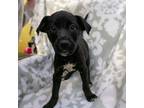 Adopt Billie a Labrador Retriever