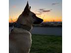 Adopt Zoey a German Shepherd Dog