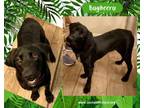Adopt Bagheera a Labrador Retriever, Black Labrador Retriever