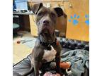 Adopt Bailey a Pit Bull Terrier
