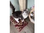 Adopt Wolfie a Domestic Long Hair