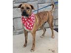 Adopt Effy a Catahoula Leopard Dog, Black Mouth Cur