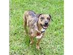 Adopt Canela a Catahoula Leopard Dog, Mixed Breed