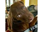 Adopt Loretta a Chocolate Labrador Retriever