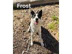 Adopt Frost a Border Collie