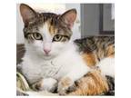 Adopt Patti (bonded with Laverne) a Domestic Short Hair