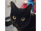 Adopt Sage a Domestic Short Hair