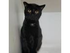 Adopt Echinacea - Spirit Cat a Domestic Short Hair