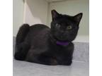 Adopt Lemonbalm - Spirit Cat a Domestic Short Hair