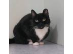 Adopt Kahlua a Domestic Short Hair