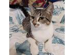 Adopt Tina a Domestic Short Hair, Tabby