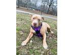 Adopt Mississippi Momma a Mixed Breed