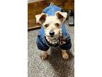 Adopt Piper a Yorkshire Terrier, Miniature Schnauzer