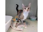 Adopt Melina a Domestic Short Hair