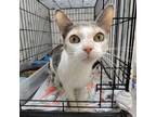 Adopt Sugar a Domestic Short Hair