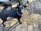 Adopt Rexy available at Charlie's Little Dog House a Black Labrador Retriever