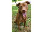 Adopt Penny a Pit Bull Terrier