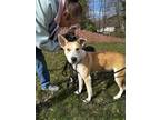 Adopt Shelby a Mixed Breed