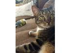 Adopt Amber a Domestic Short Hair, Tabby