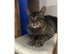 Adopt Pixie a Domestic Short Hair