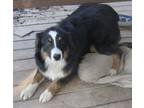 Adopt Ellie a Australian Shepherd