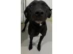 Adopt Lilly a Retriever, Mixed Breed