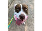 Adopt Basil a German Shorthaired Pointer, Pit Bull Terrier