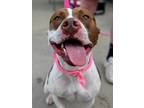 Adopt Basil a German Shorthaired Pointer, Pit Bull Terrier