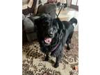 Adopt Josie D. a Border Collie, Labrador Retriever